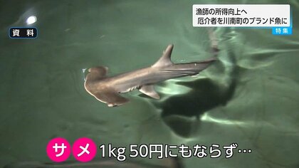 ハンマーヘッドシャークって食べられるの？“厄介者”をブランド魚へ