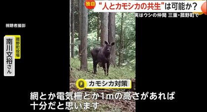 天然記念物「ニホンカモシカ」埼玉で出没相次ぐ 農作物に被害も「猟友