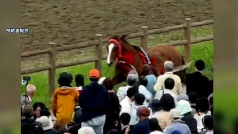 馬が逃げ出し6人けが　福島の「相馬野馬追」
