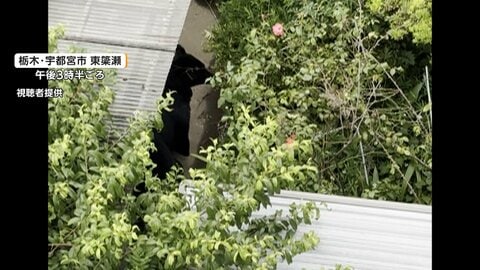 宇都宮市あすも市立の小・中学校を一斉休校　きょう市内の住宅でクマ1頭捕獲　複数いる可能性踏まえ警戒続く