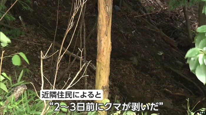 クマ剥ぎの跡
