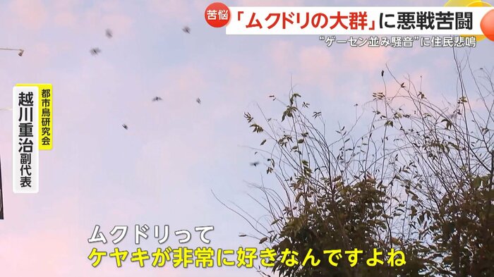 かつて駅前に植えたケヤキが大きくなって、そこにムクドリが来たと専門家
