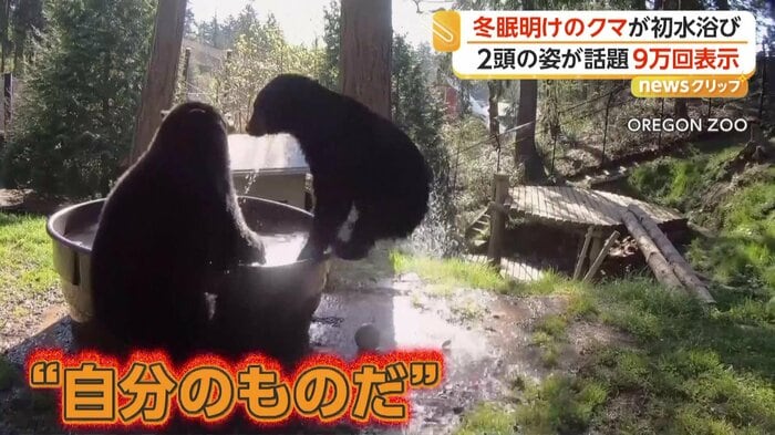 バスタブを巡って小競り合いのクマ2頭（OREGON ZOO）
