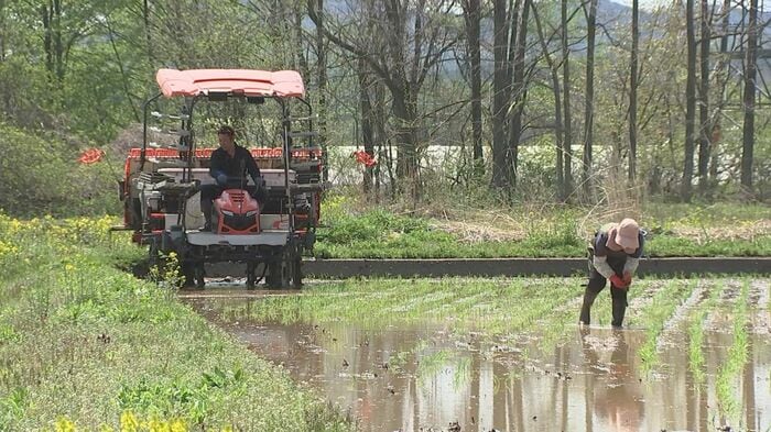 5月、八幡平市の田んぼで田植え作業に汗を流す