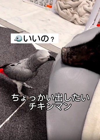 叱られてしょんぼり顔のトリュフちゃんに“ちょっかい”を出しちゃうチキンマンくん