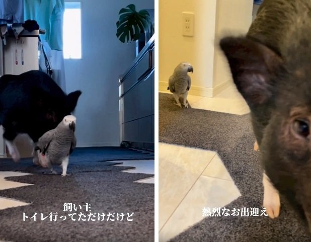 トイレから帰ってきた飼い主さんを熱烈歓迎!グイグイ迫ってくる2匹