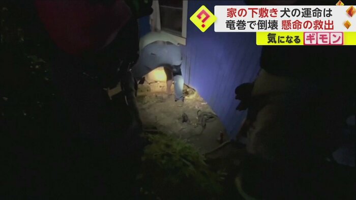 ライトに照らされた男性が、屈みながら地面を掘っている