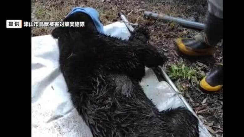津山市で体長１３４センチのオスのツキノワグマ捕獲　イノシシ用のわなにかかる【岡山】｜FNNプライムオンライン
