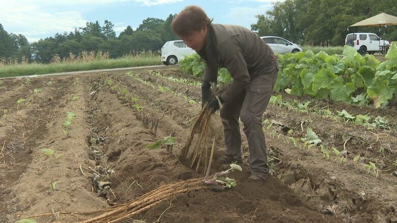 猛暑と少雨も出来は良好　ゴボウの産地・山形村で収穫始まる「みずみずさを味わって」｜FNNプライムオンライン