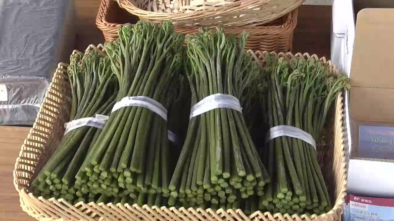 西和賀町の特産品「西わらび」出発式…全国向け宅配商品　アクが少なく粘りが強いのが特長　岩手県　｜FNNプライムオンライン