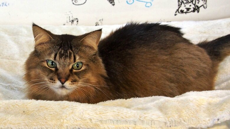 「猫って、すごい」フリーライターが驚いたパワフルな野犬も一目置くボス猫コタロウが個人シェルターで発揮する包容力｜FNNプライムオンライン