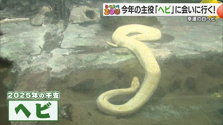 2025巳年　幸運を呼ぶ白ヘビと年男・年女の動物たち　白ヘビの体にはハート型の模様が　愛媛県立とべ動物園｜FNNプライムオンライン