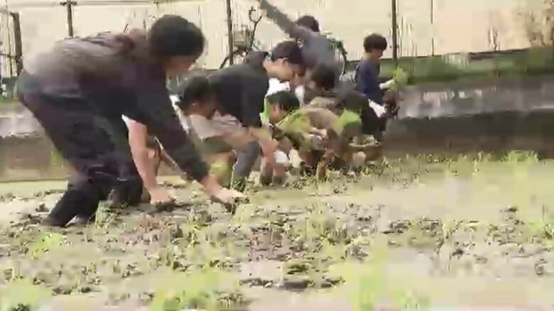 北九州市の小学生が田植え体験　県産米「元気つくし」の苗を植え付け　食の大切さ学ぶ　福岡｜FNNプライムオンライン