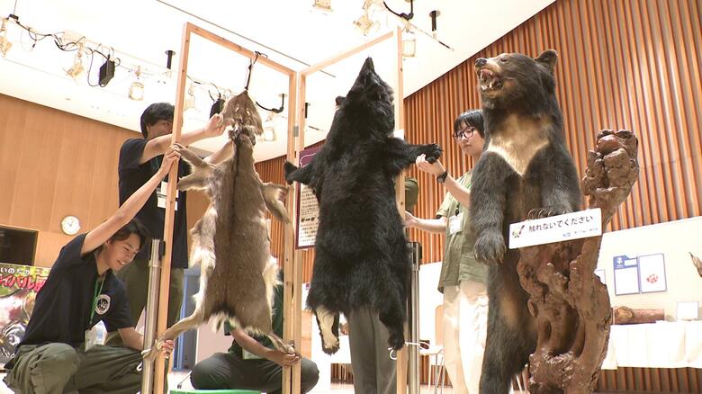 広島大学のはく製・標本を活用　大学生が企画、生き物の魅力や不思議を紐とく展示会　広島・三原市｜FNNプライムオンライン