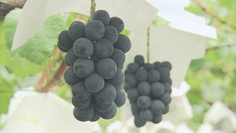 今年は“当たり年”　大粒で甘い！ナガノパープル　長野・須坂市の果樹園で販売開始、ブドウ狩りも　　このあとシャインマスカットやクイーンルージュ｜FNNプライムオンライン