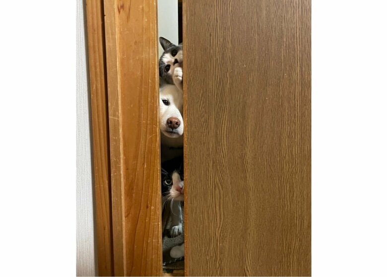 夕飯なに食べてるの? 隙間から縦一列に顔を出す犬猫3匹が最高…扉の向こう側の“状況”を聞いた｜FNNプライムオンライン