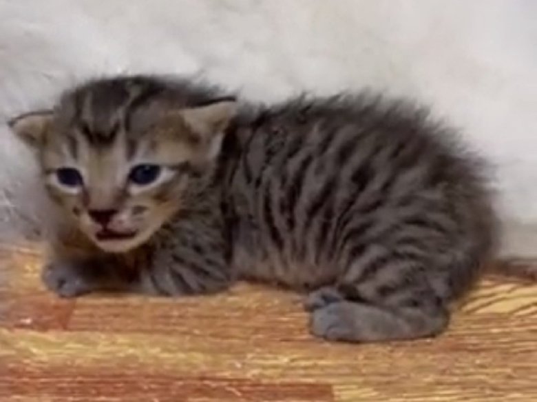 保護されたという子猫