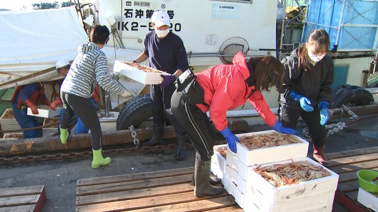 金沢港に水揚げされたズワイガニ