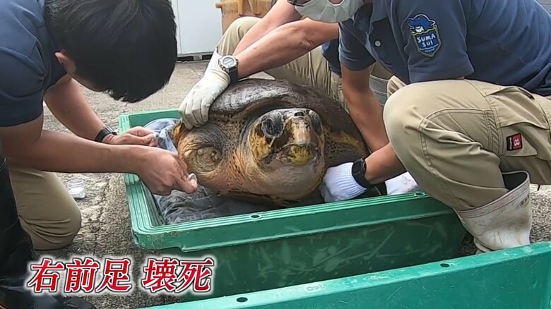 2020年8月、隠岐の島町で保護された瀕死のアカウミガメ