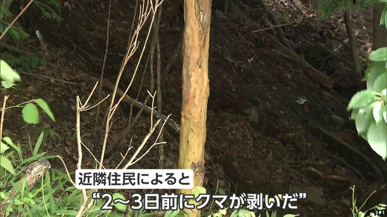 クマ剥ぎの跡