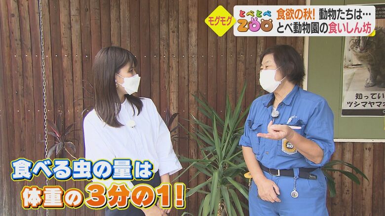 アブラコウモリについて教えてくれた田村千明センター長