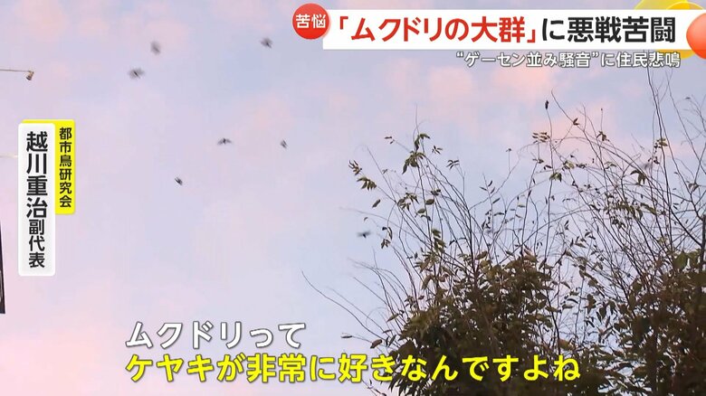 かつて駅前に植えたケヤキが大きくなって、そこにムクドリが来たと専門家