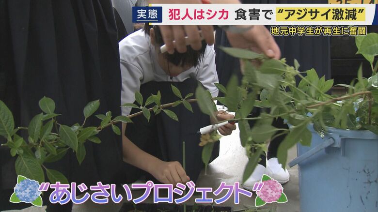 子どもたちが復活願い参加「あじさいプロジェクト」