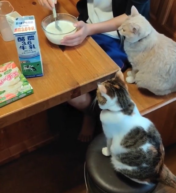 提供：nyaokoさん