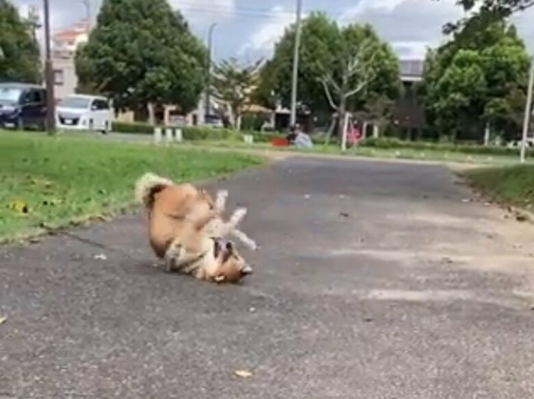 提供：小梅と小夏さん