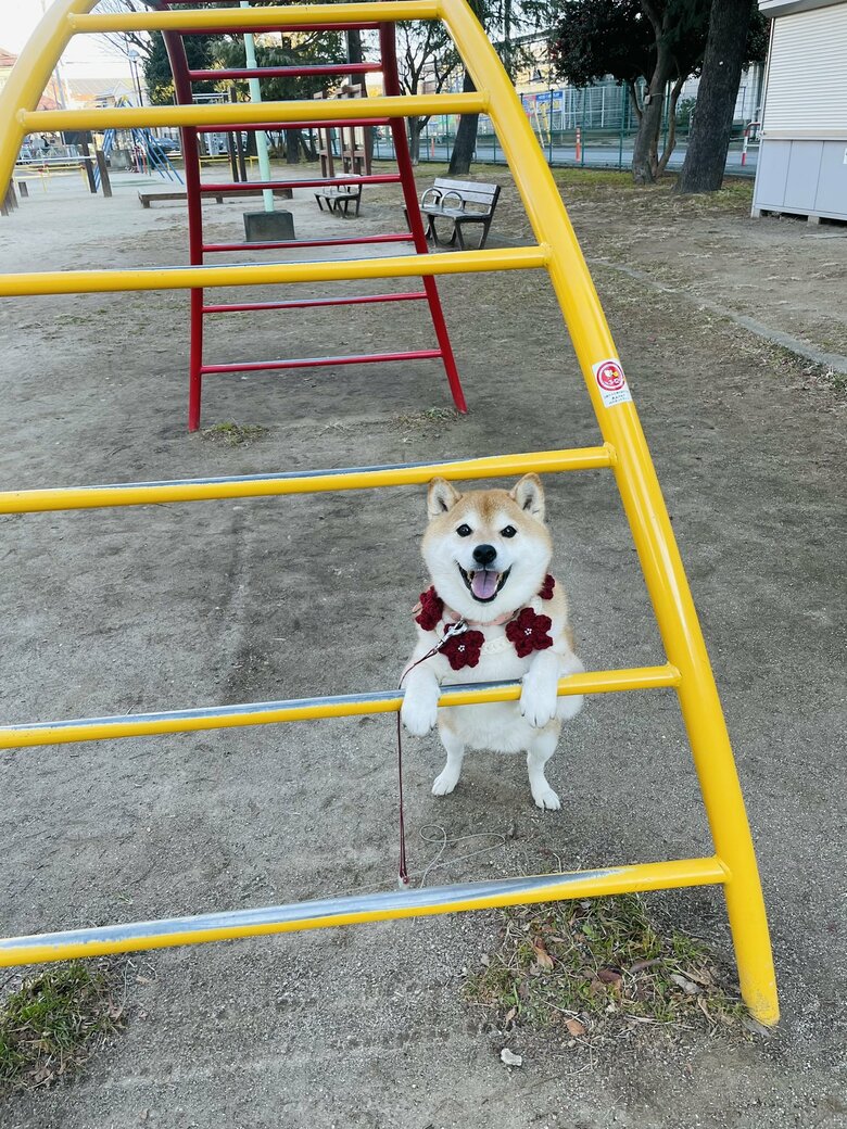 画像提供：柴犬ハナさん