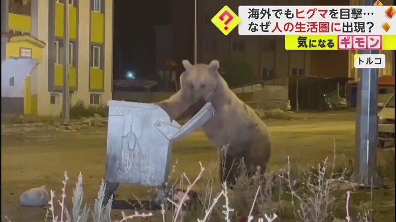 住宅街を悠々と走り、ごみ箱をひっくり返す