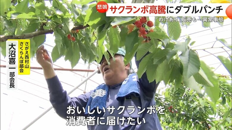 「おいしいサクランボを届けたい」と話すさがえ西村山さくらんぼ部会・大沼会長