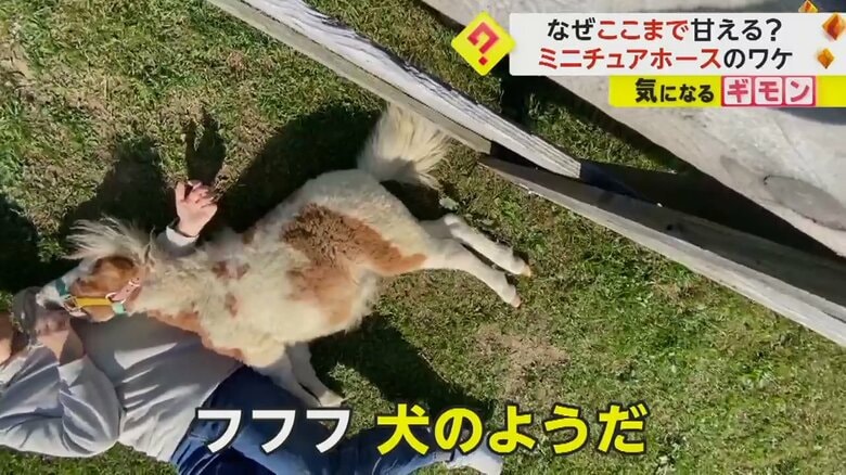 飼育員のひざに乗るミニチュアホース