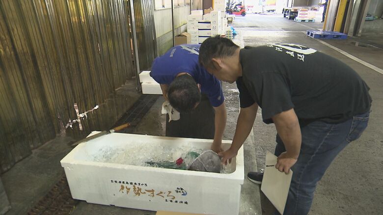 解体ショー用の本マグロの仕入れ
