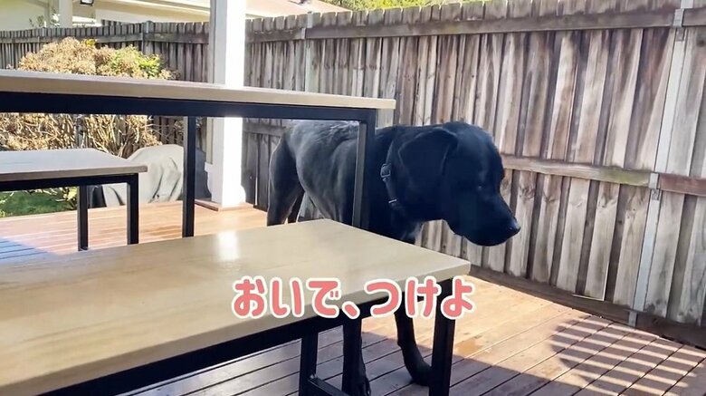 ぷいっと顔をそらす