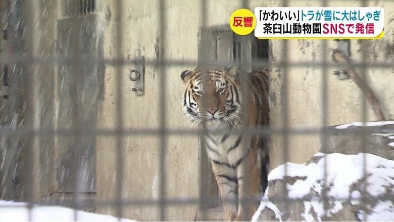 茶臼山動物園のアムールトラ「和（なごみ）」