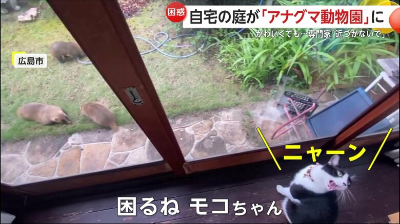 広島市の住宅の庭先に現れた5頭のアナグマ