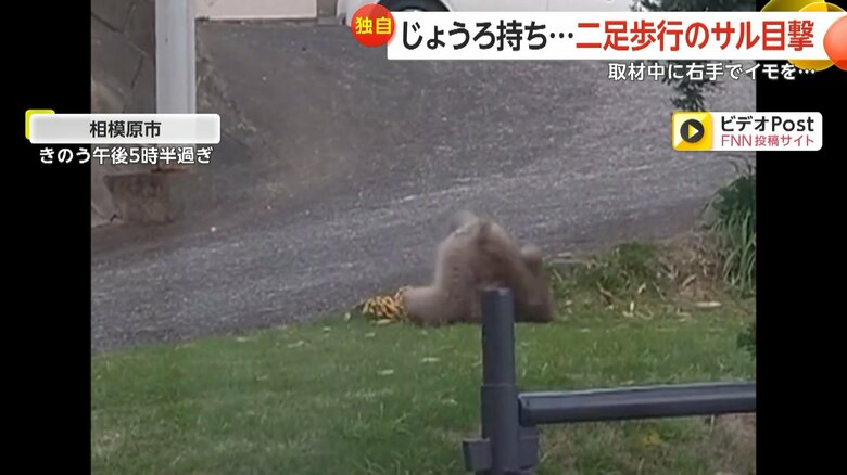 左手のないサルが芝生でロープを使って遊ぶ様子④