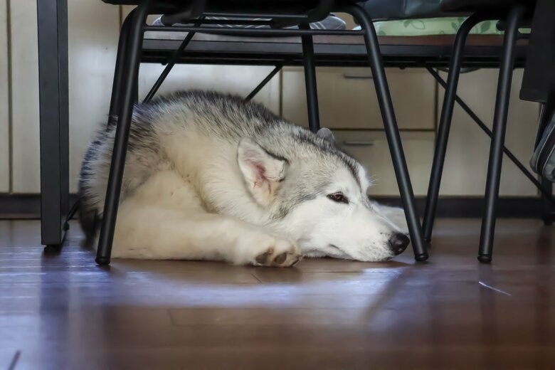 提供：スカイさん