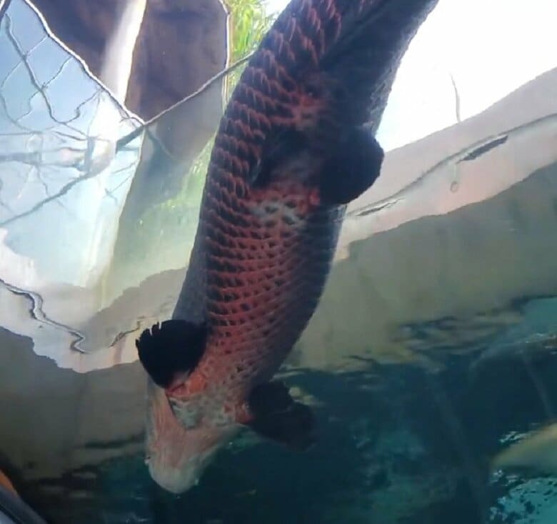 下から見たピラルクー（提供：栃木県なかがわ水遊園）