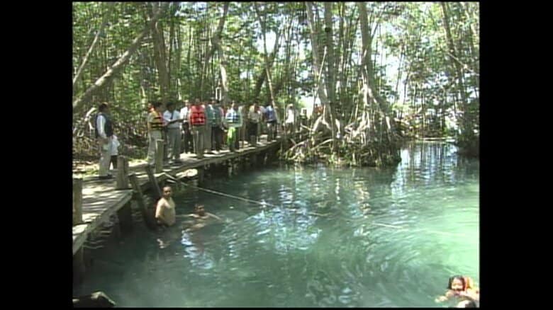 マングローブの林