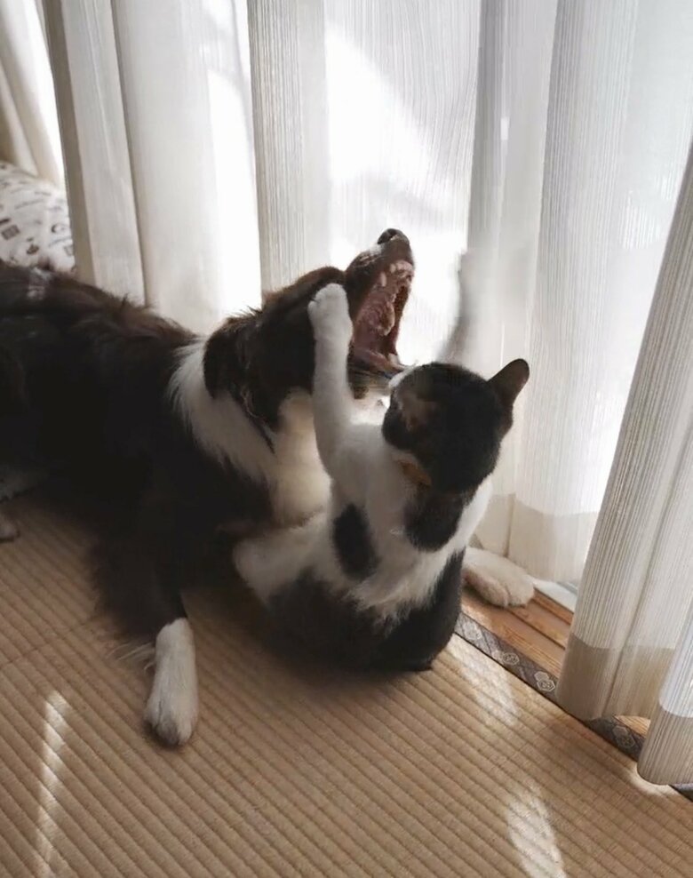 提供：ゆに＆メッシさん