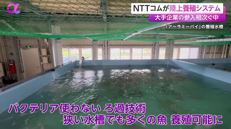 陸上養殖システムを用いた狭い水槽