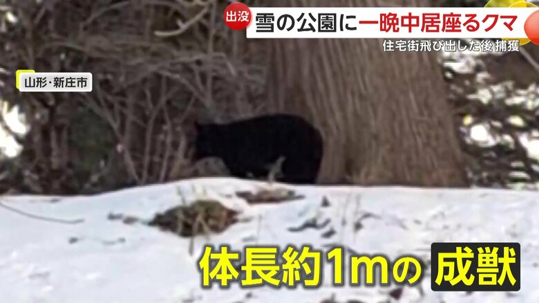 出没したのは体長約1mクマ