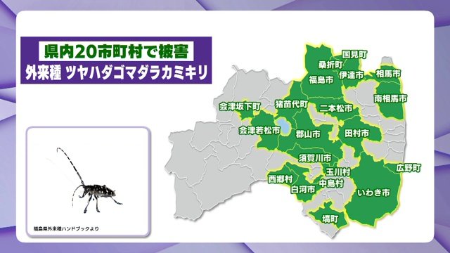 ツヤハダゴマダラカミキリ　50種類以上の木を食べるとも