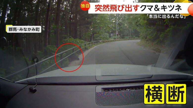 車の走行中に突然クマが飛び出し道路を横切る一部始終⑤