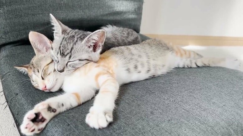 お兄ちゃん猫のととまるくん（上）とはんみちゃん（下）