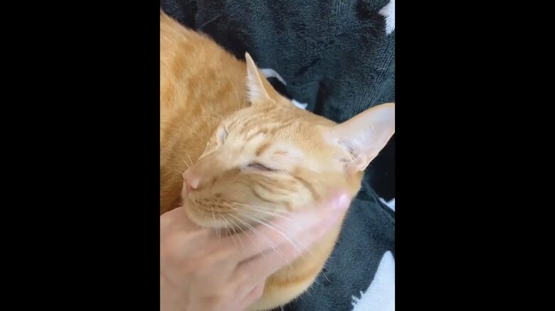 提供：たぬき&とらさん