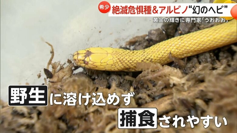 野生に溶け込めず捕食されやすいアルビノ個体