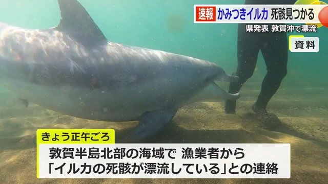 海水浴客に自ら近付いていた